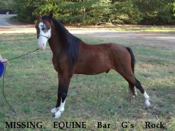 MISSING EQUINE Bar G`s Rock E Fashionable Ladys Esquire, Near lewisville, AR, 71845